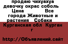 продаю чихуахуа девочку,окрас соболь › Цена ­ 25 000 - Все города Животные и растения » Собаки   . Курганская обл.,Курган г.